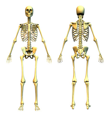 ist2_454953-human-skeleton-front-and-back.jpg